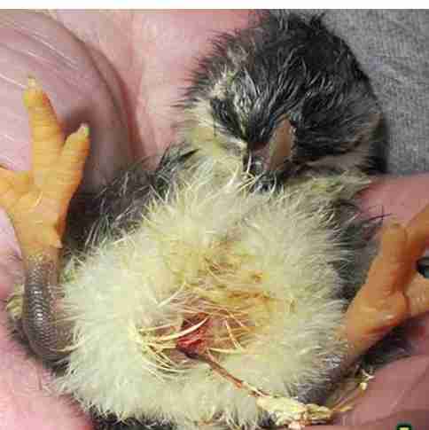 طرف فیک من زدی بقول خودت حریف منی فقط همینی 🐤🐤🙋‍♀️🌪️🌪️👍👍