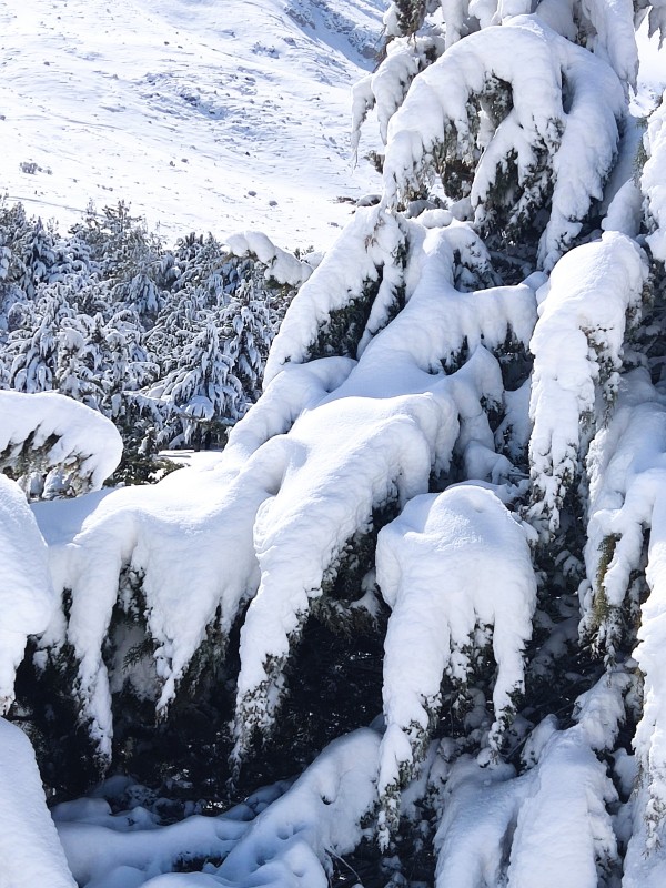 یادش بخیر برف