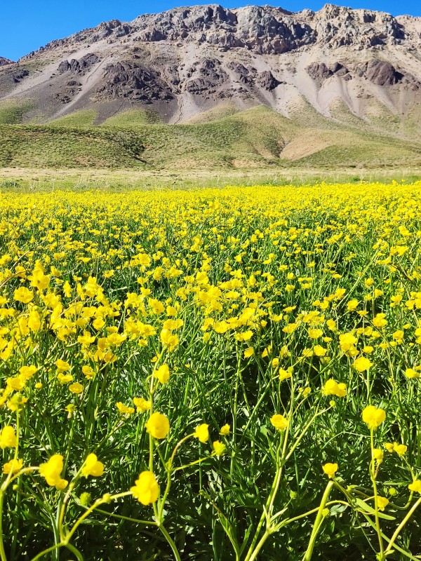 یادش بخیر باران