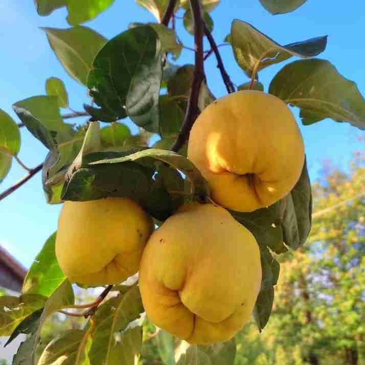 سلام غروبتون خوشمزه باشه 