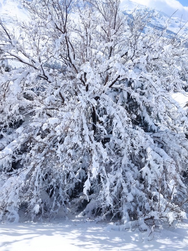 یادش بخیر برف