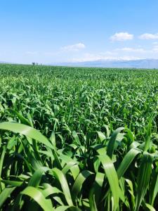 یادش بخیر باران