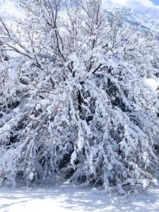 یادش بخیر برف