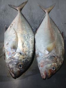 به به ماهی جش سفید 