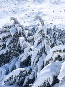 یادش بخیر برف