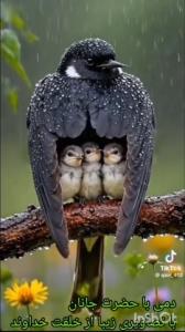 🌸🌸🌸🌳🌸🌸🌸