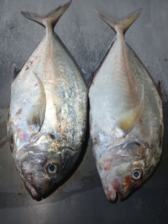 به به ماهی جش سفید 