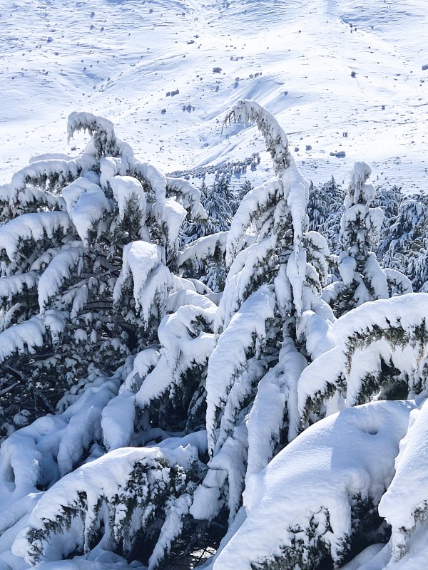 یادش بخیر برف