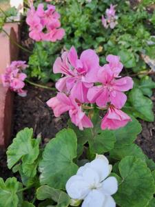 برای دوستان خوبم که همیشه برام مثل داداش یا خواهر بودن