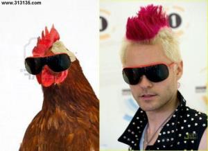 سحر جوجه هستم خروسم گم شده🥺کمک کنین پیداش کنم