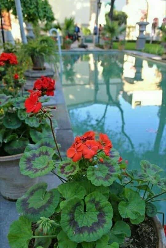 حس خوب زندگی 👌⚘⚘