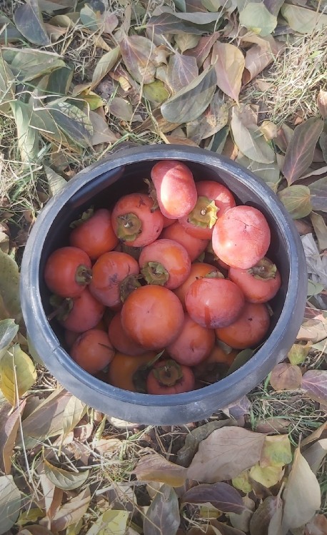 سلام روز بخیر