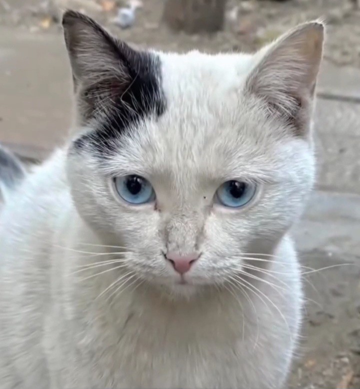 اولین باره گربه ای با این چشمای قشنگ میبینم 