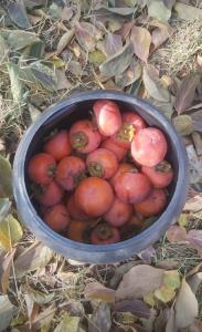 سلام روز بخیر