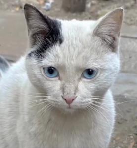 اولین باره گربه ای با این چشمای قشنگ میبینم 