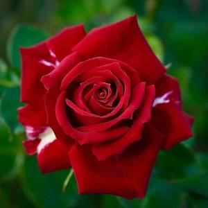 تقدیم دوستان 