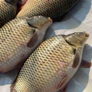 سلام واستون ماهی گرفتم آوردم 