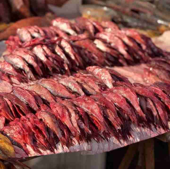 اینم ماهی شور گیلان 