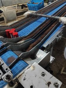 کی بود بیسگوییت شکلاتی میخواست