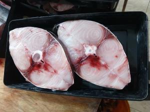 ماهی شیر ۱۵ کیلویی خوردن داره ه