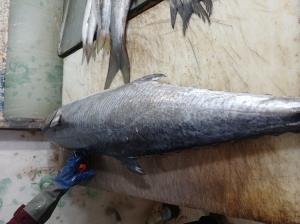 ماهی شیر دریای خلیج فارس (بندر سیراف)