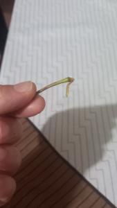 بنظرتون🍎 تموم شده یا هنوز ادامه بدم🥺🤣🤣🤣