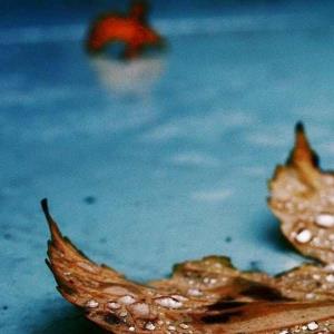  🄿🅄🅉🅉🄻🄴 6️⃣ - تقدیم نگاه شما عزیزان 