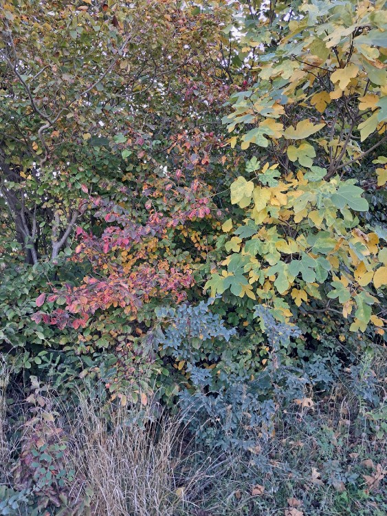 پاییز هزار رنگ و زیبا تقدیم شما🌹🌹