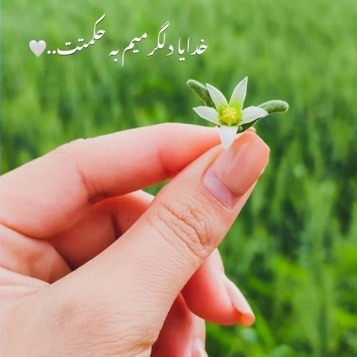 خدایا دلگرمیم به حکمتت🌹