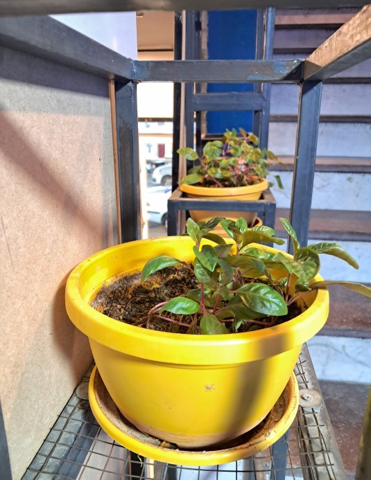 باشد که ناگهان نگهی هم به ما کند خدا 🪴