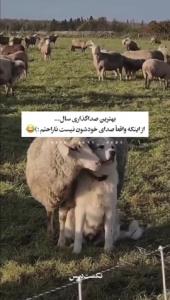 خدا وکیلی خیلی دوستدارم قصدمم جدیه 😂👇👇👇