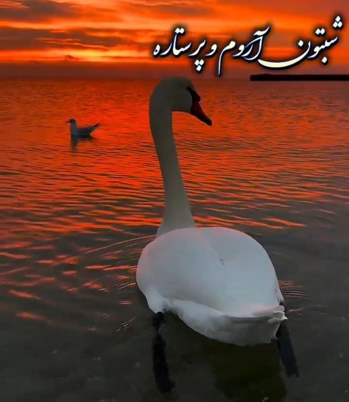 شبتون آرووم