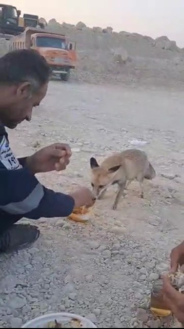 روباه ها به کارگران خورموج پناه آوردند خدا خیرشون بده