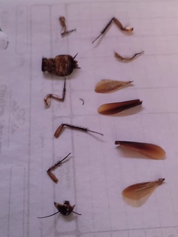 کمک کنین دوباره سرهم شه😂🤣😂✈️