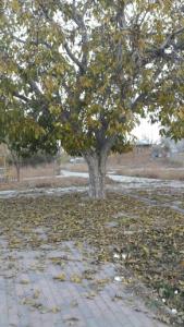 پارک سر کوچه ما تو آذر ماه😃