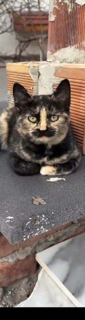 ابراهیم‌تاتلیس😁