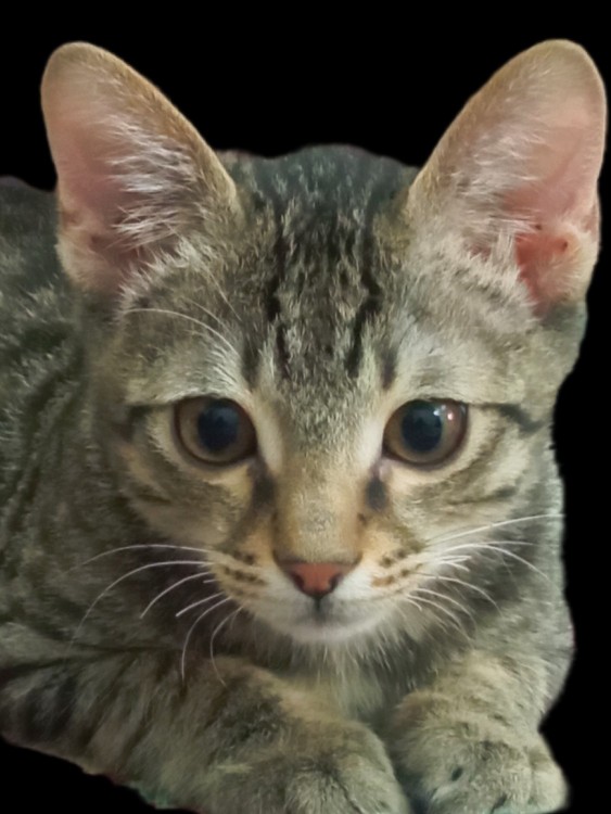 سلام میوووززز ؟ 😂😂ملوس می‌پرسه خوبین ؟