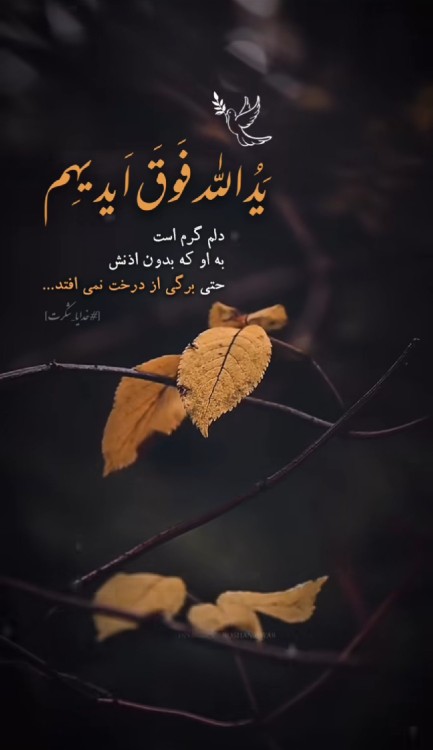 خدایا شکرت 🤍🌱