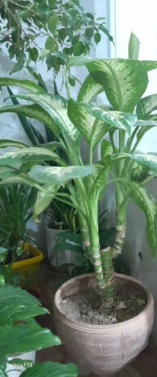 فروش انواع گل های آپارتمانی هر کی خواست در خدمتم 