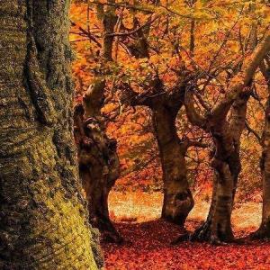 6️⃣  درخت دشمنی برکن ، که رنج بی‌شمار آرد . . .