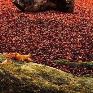 2️⃣  امیدوارم امروز خبرای خوب بهتون برسه 🤲🌱