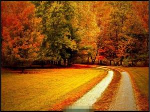 مثل پاییز
نگرانی هایت را از برگ های درختان آویزان کن