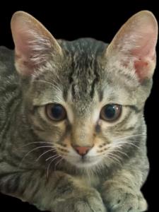 سلام میوووززز ؟ 😂😂ملوس می‌پرسه خوبین ؟