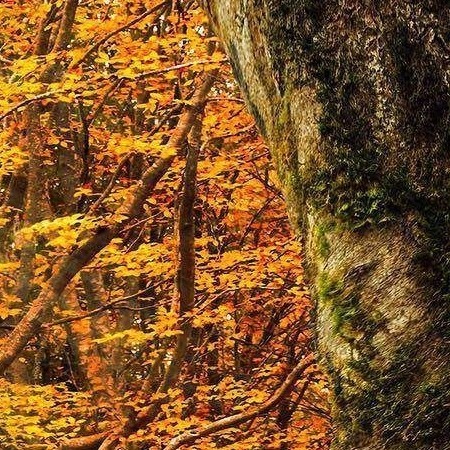 7️⃣  نام نیکو گر بماند زآدمی ، به کزو ماند سرای زرنگار 👌