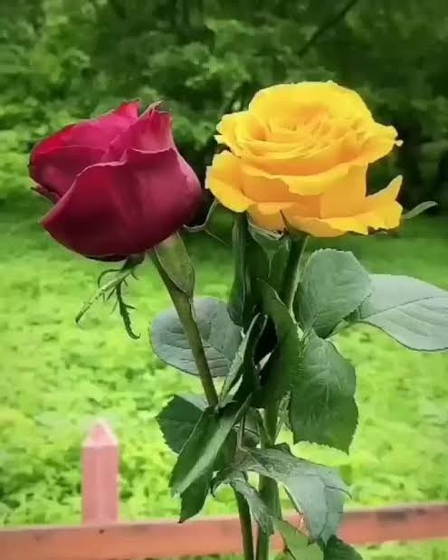 تقدیم نگاهتون دوستان عزیزم 