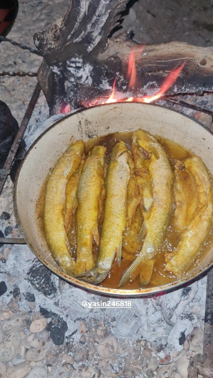 بفرمایید 🐟