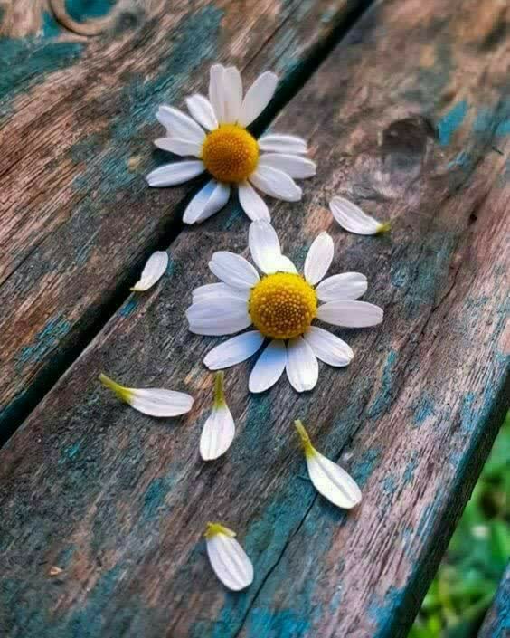 درمسیر  ارامش