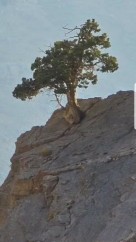 درختی زیبا در دل کوه