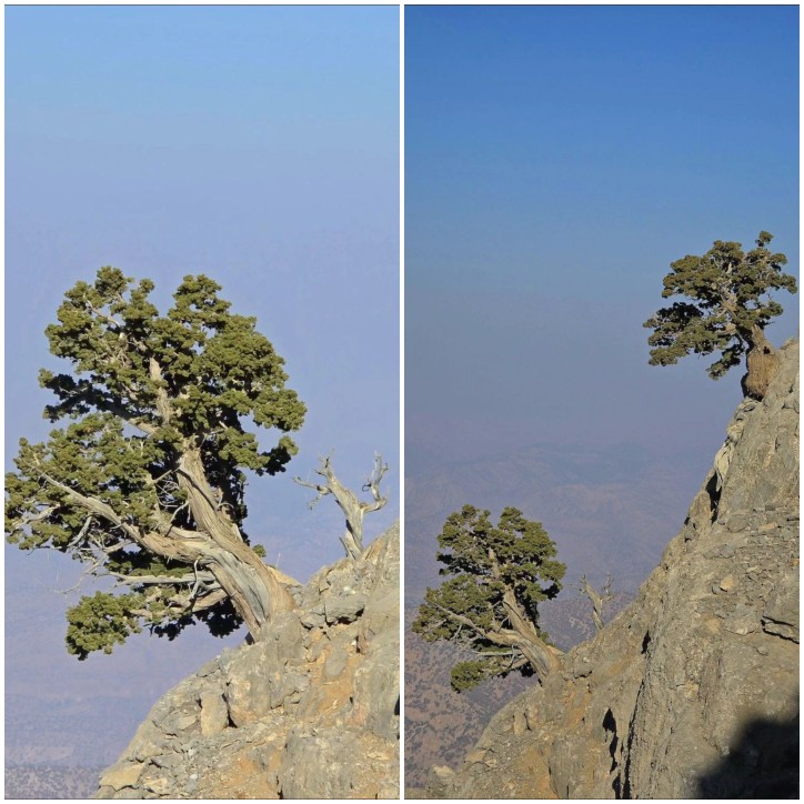 نوعی درخت سرو در کوهستان