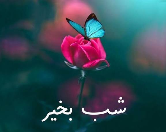 شب به خیردوستان گلوم💫💫🥰